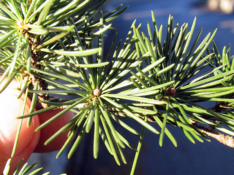 Cedrus deodara / Cedro dell'' Himalaya